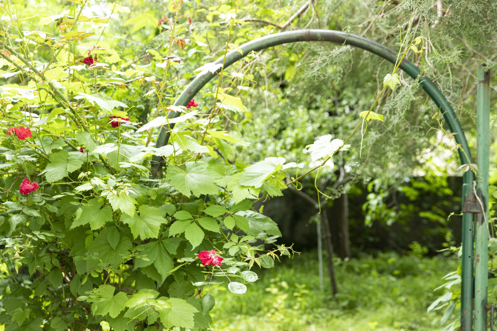Garten - Sanierer aufgepasst! – Familienwohnung mit Gartentraum nahe Alte Donau